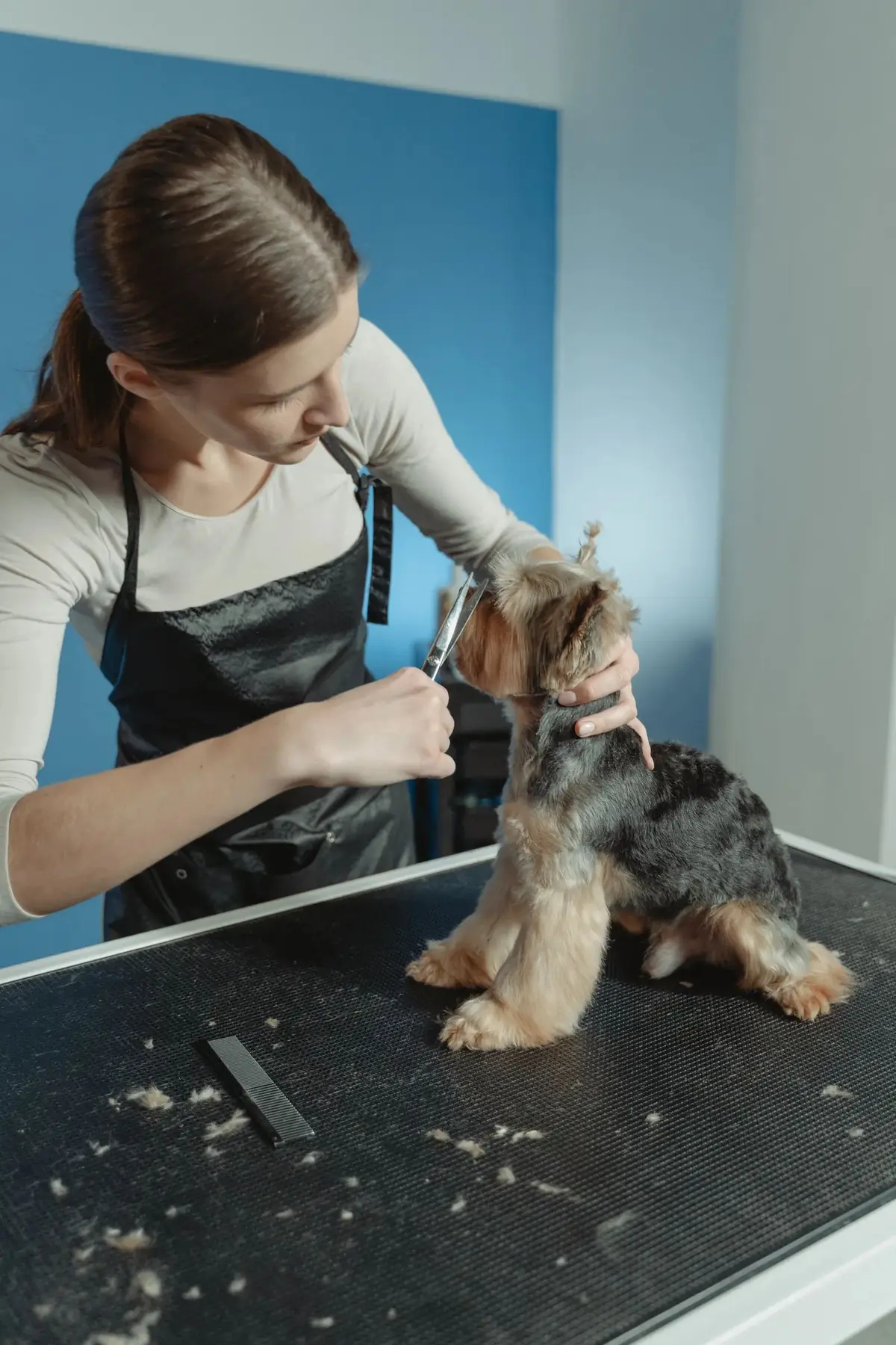 A groomer at work on a small dog